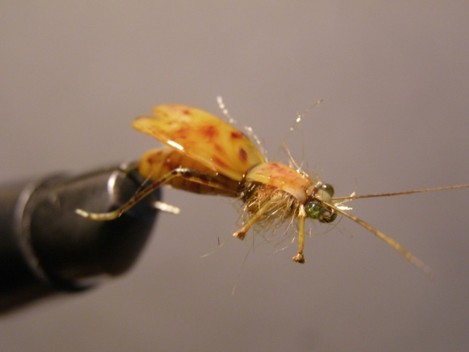 Moscas Carpas 028.jpg